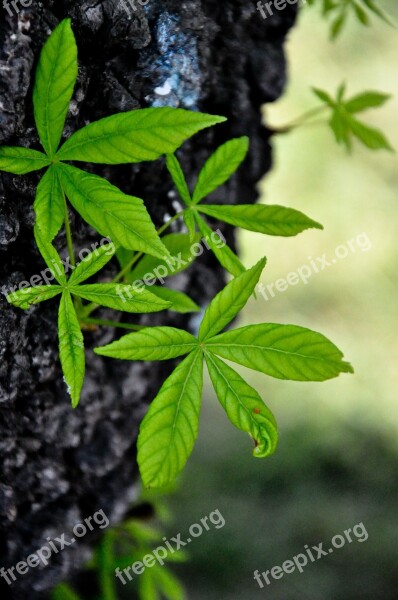 Chestnut Tree Spring Ukraine May