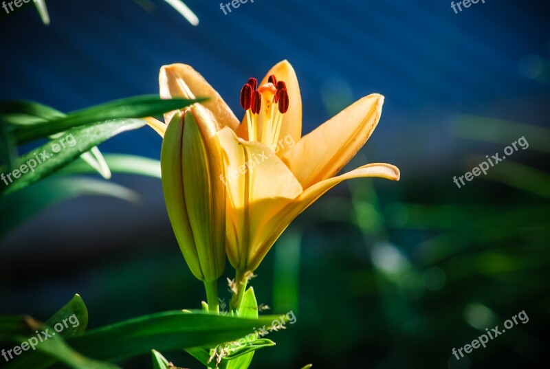 Lily Flower Inflorescence Free Photos