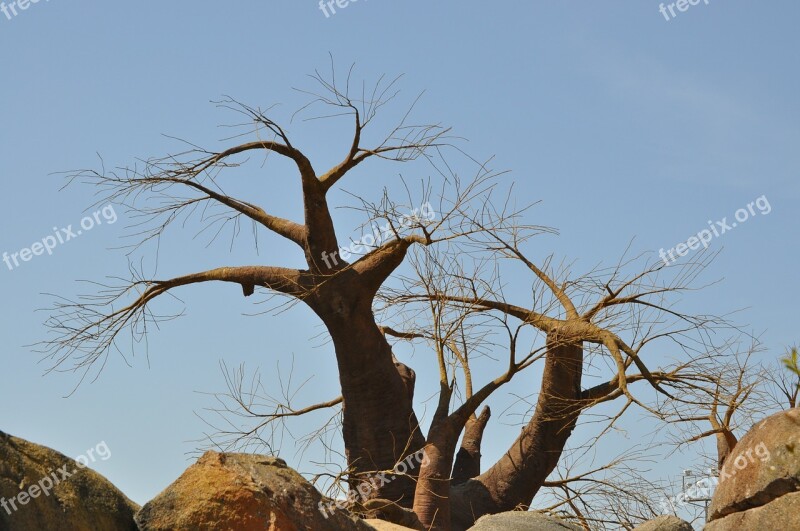 Baobab Tree Africa Free Photos