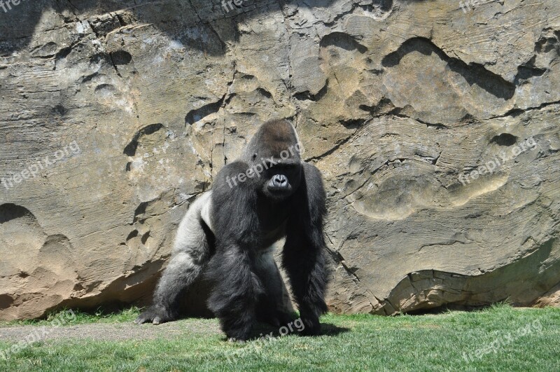 Gorilla Monkey Silverback Free Photos