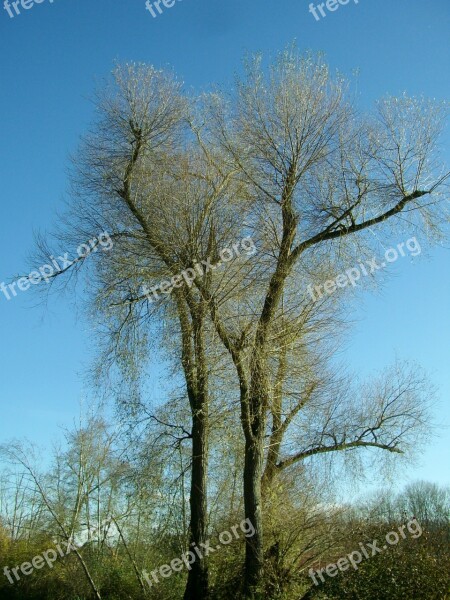 Crown Forest Tree Aesthetic Branches