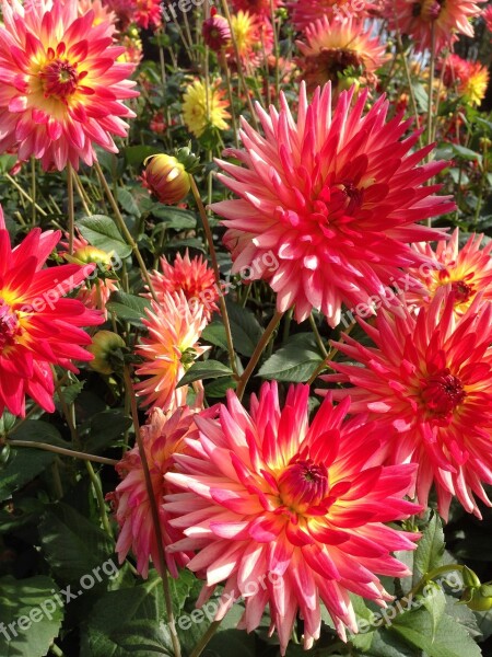 Dahlias Flowers Plant Garden Plants Bloom