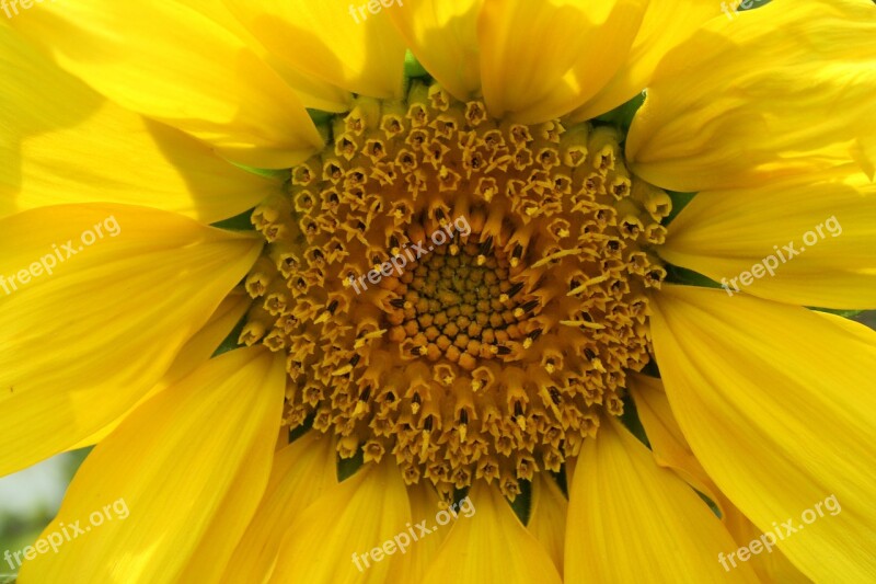 Sunflower Yellow Blossom Bloom Summer