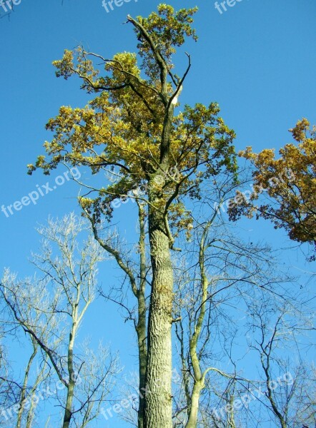 Oak Tribe Tree High Sky