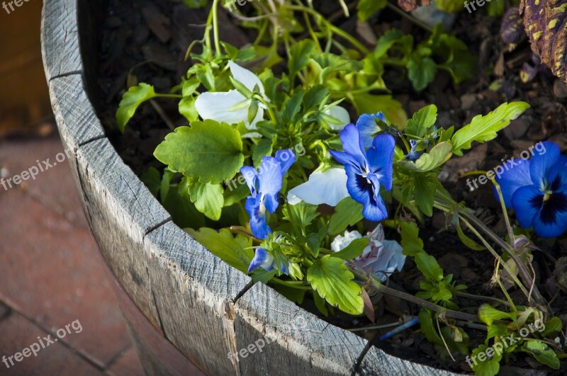 Flowers Plant Garden Gardening Floral