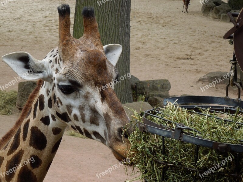 Giraffe Animal Feeding Close Up Free Photos