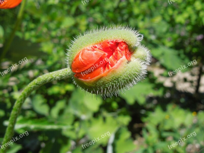 Poppy Bud Close Up Plant Garden Show