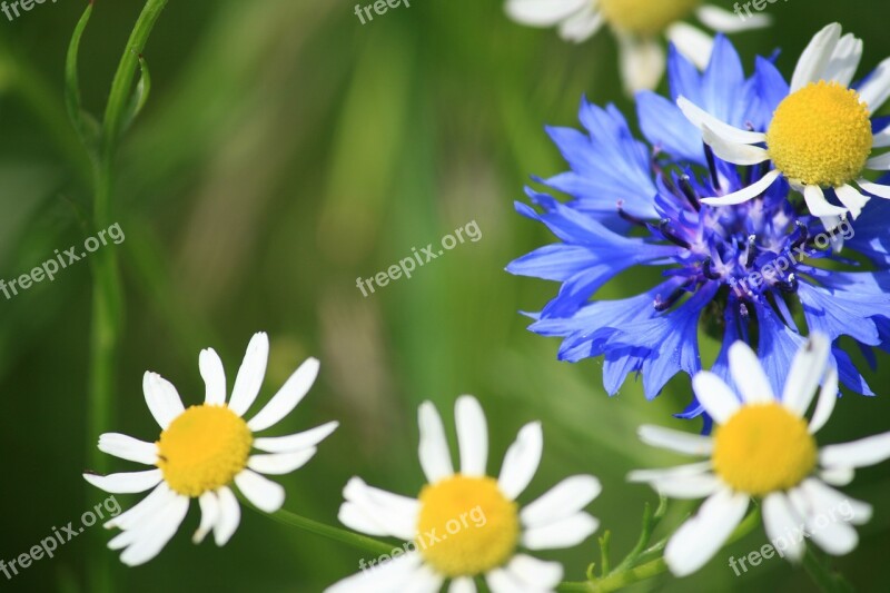 Flowers Blue White Wildflowers Free Photos