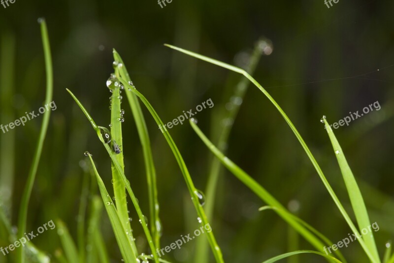 Grass Dew Drip Dewdrop Nature