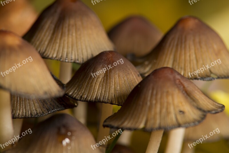 Mushrooms Forest Autumn Nature Plant