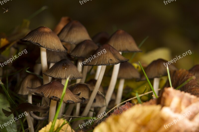 Mushrooms Forest Autumn Nature Plant