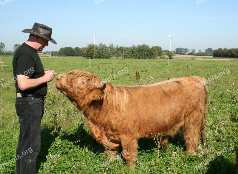 Bull Highland Cattle Cattle Scottish Highland Cattle Free Photos