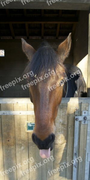 Horse Head Stall Mane Equine