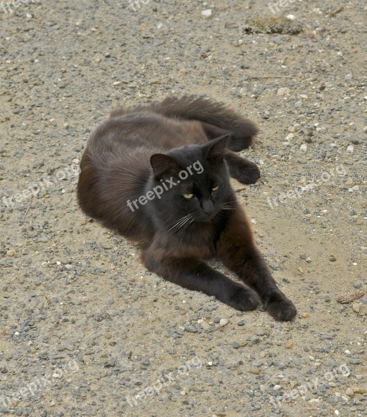 Cat Rouffignac Feline Pet Relaxing