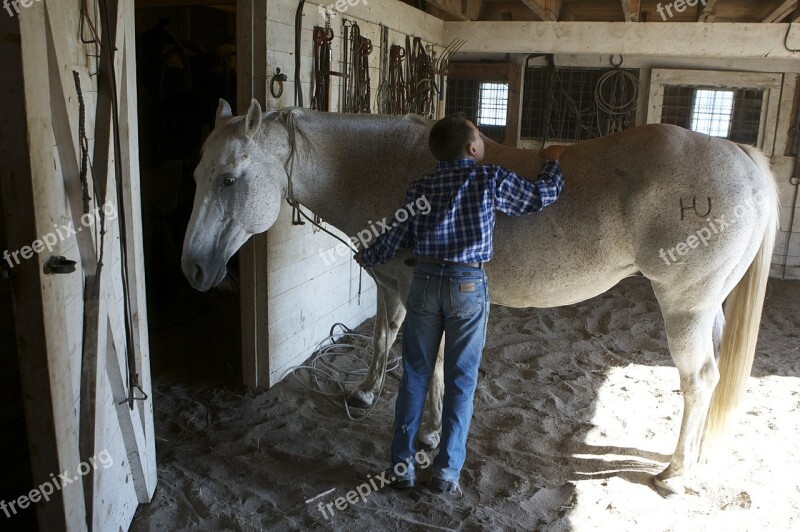 Horse Groomed Animal Mane Domestic