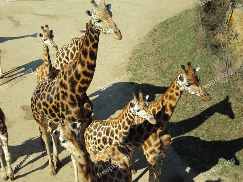 Giraffes Animals Zoo Free Photos