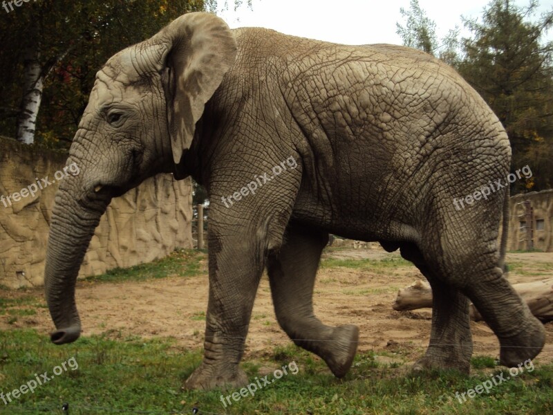 Elephant Zoo Trunk Grey Animals