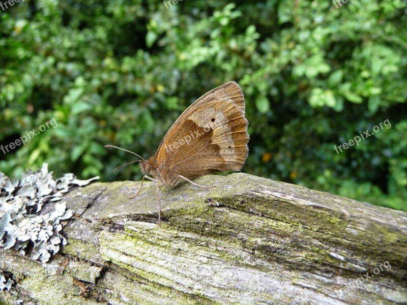 Butterfly Log Nature Insect Wood