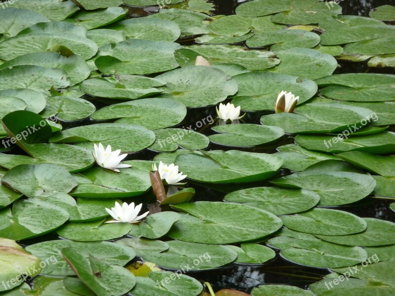 Lily Pad Pond Water Green Flower