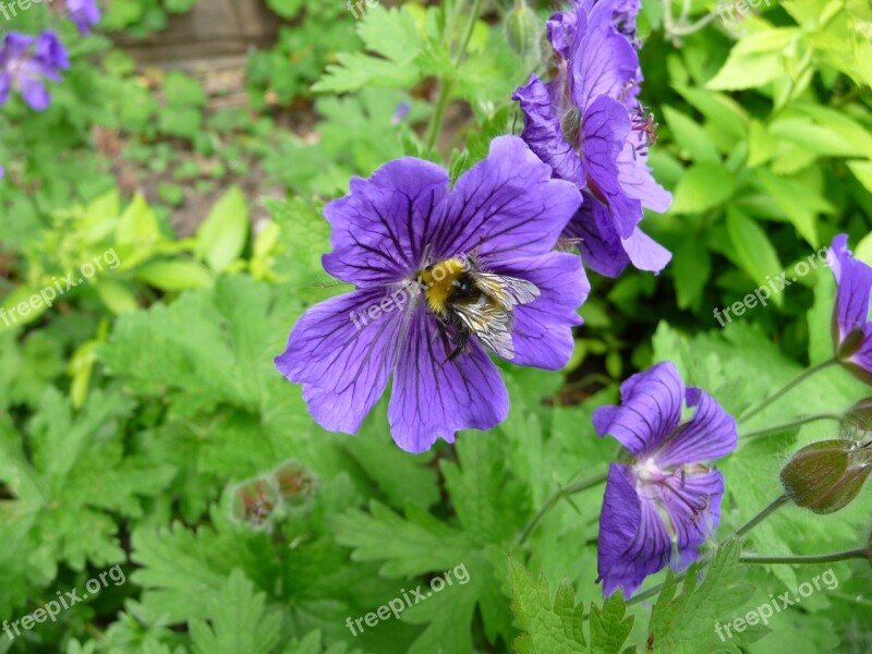 Bee Flower Nature Insect Spring