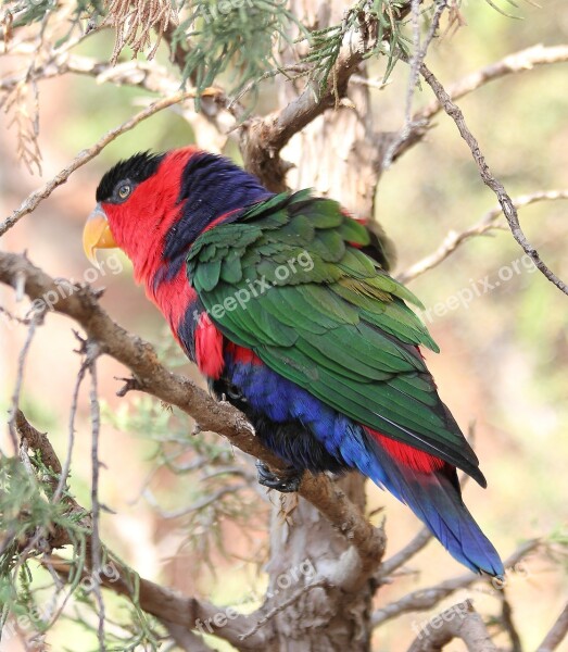 Lorikeet Bird Nature Wildlife Red