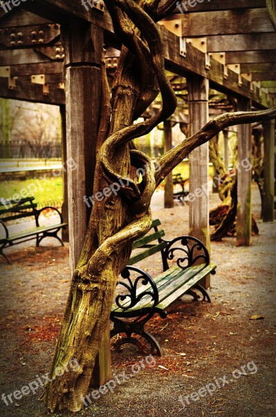 Bench Central Park Nyc New York City Root