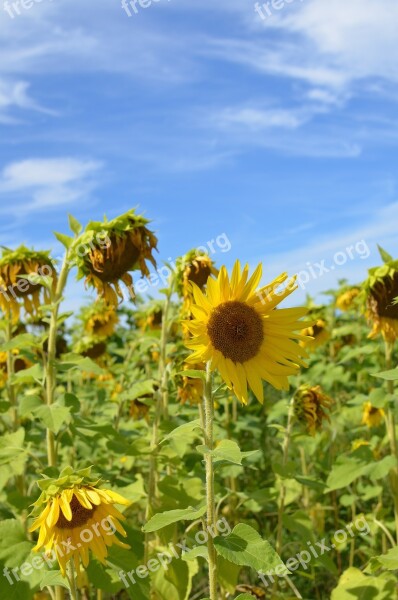 Sunflowers Field Sky Nature Sunflower