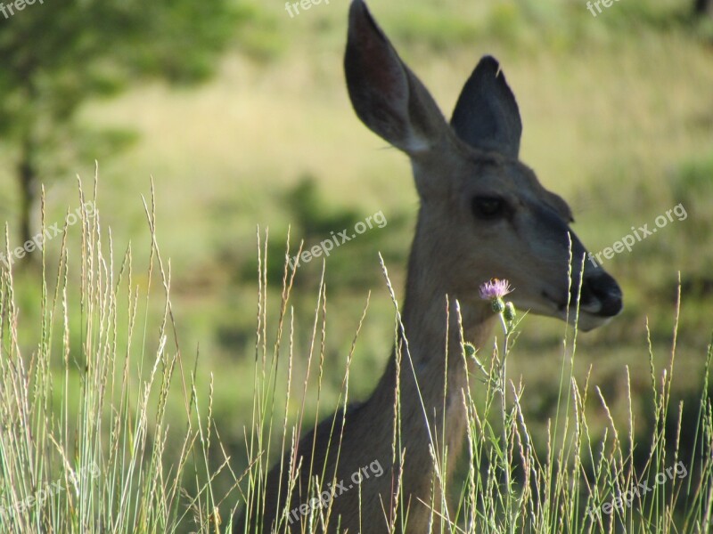 Roe Deer Rehkopf Animal Field Blurry