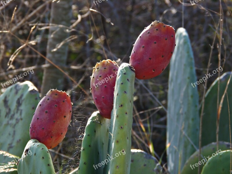 Figs Red Food Fruit Prickly Pear Cactus