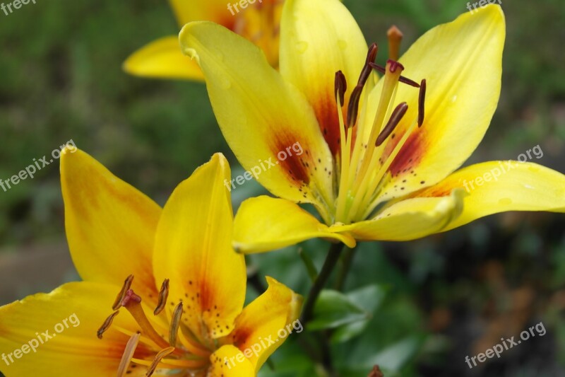 Yellow Lilly Flower Yellow Lily Blossom