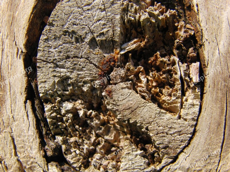 Texture Tree Knot Wood Pattern