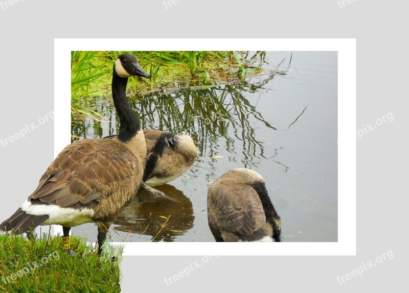 Geese Pond Poultry Birds Bill