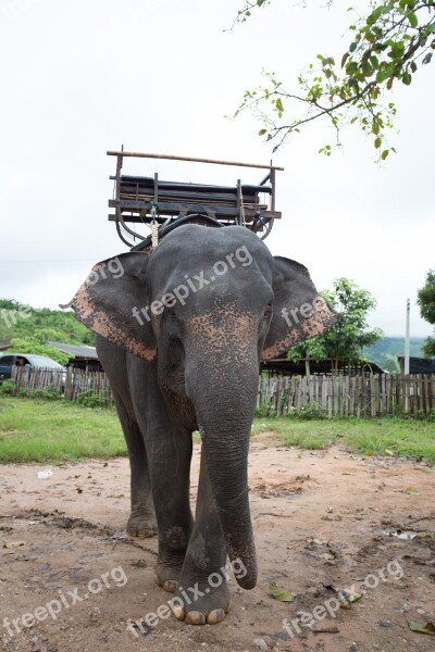 Elephants Thailand Positive Free Photos