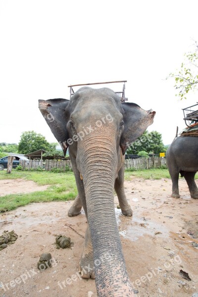 Elephants Positive Thailand Free Photos