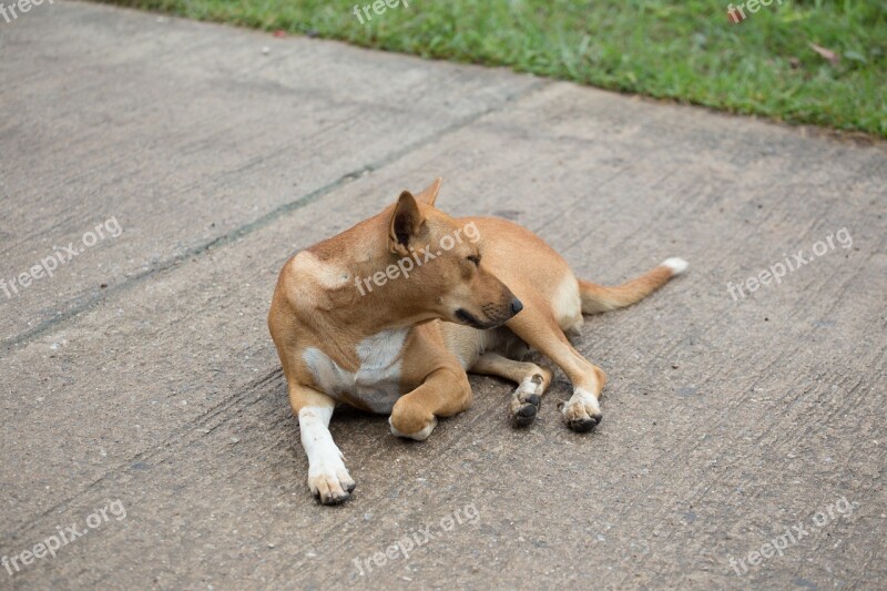 Dog Yellow Lying On The Ground Free Photos