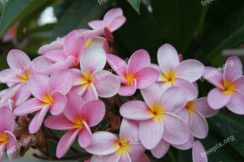 Flowers Pink Yellow Blossom Bloom