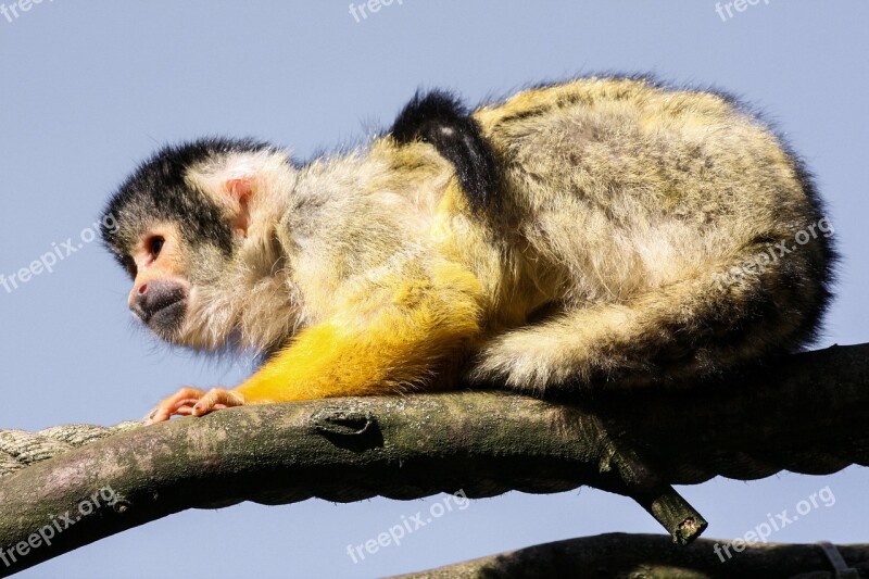 Capuchin Animal Monkey Cute Capuchins