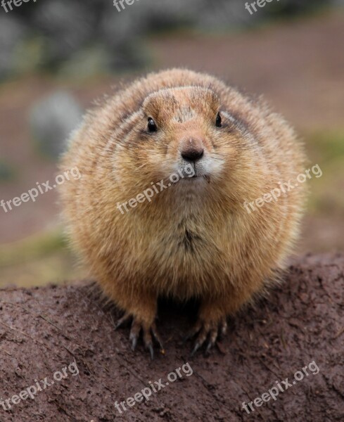 Gophers Animal Close Up Free Photos