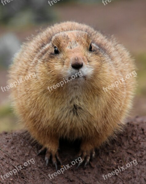 Gophers Animal Close Up Zoo Free Photos