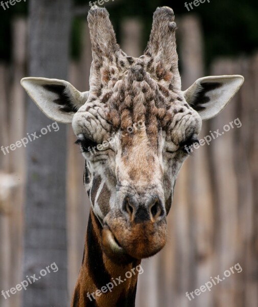 Giraffe Animal Horns Zoo Close Up