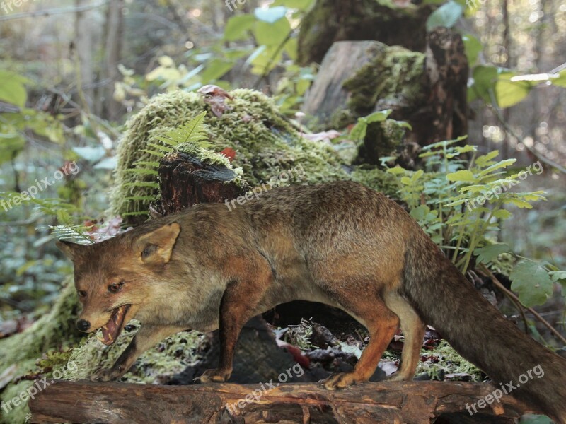 Animal Fuchs Stuffed Predator Forest