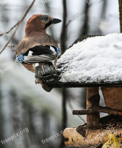 Animal Bird Jay Winter Hunger