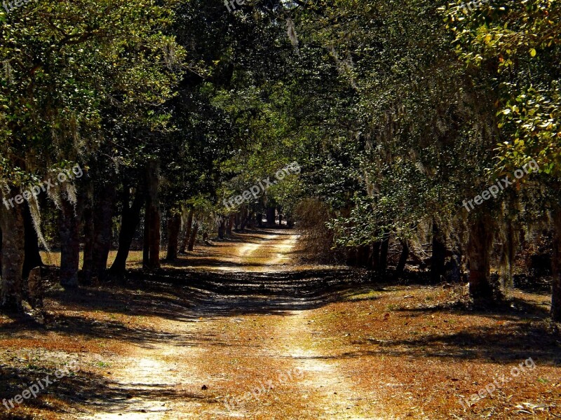 Tree Drive Road Landscape Nature