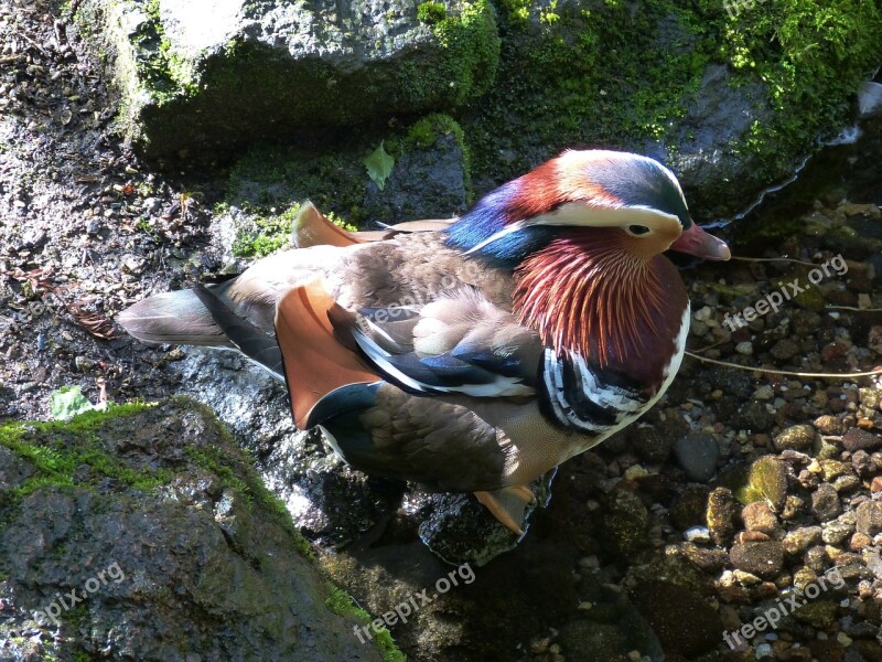 Mandarin Ducks Duck Bird Water Bird Animal