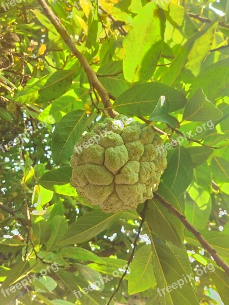 Custard Apple Custard Apple Fruits Fruit