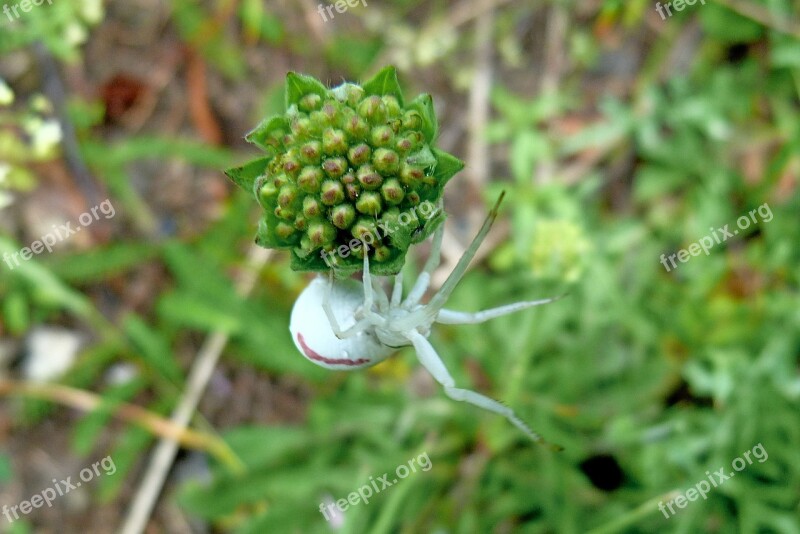 Insects White Spider Macro Free Photos