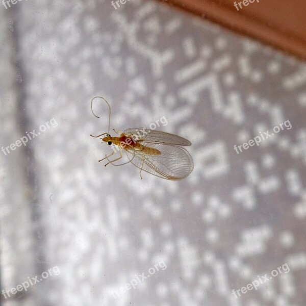 Insects Nature Macro Intruder Chrysoperla Carnea