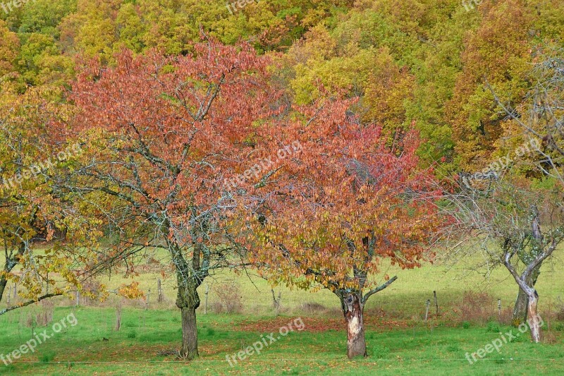 Autumn Landscape Nature Trees Foliage Free Photos