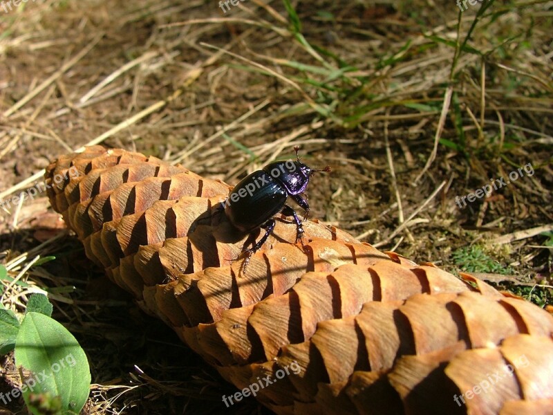 Insect Dung Cone Animal Arthropod