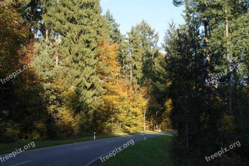 Autumn Road Forest Trees Autumn Forest